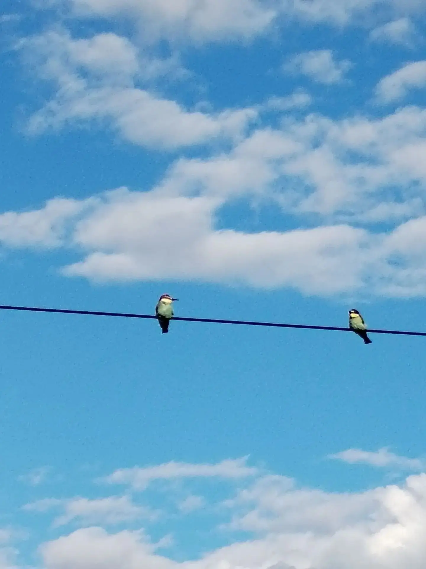 🐦14 золотистых щурок заметили в заказнике «Балтасинский»!