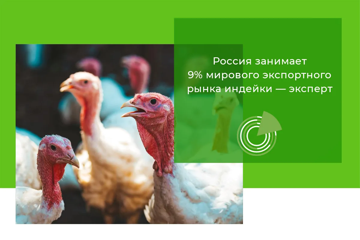 РОССИЯ ЗАНИМАЕТ 9% МИРОВОГО ЭКСПОРТНОГО РЫНКА ИНДЕЙКИ — ЭКСПЕРТ
