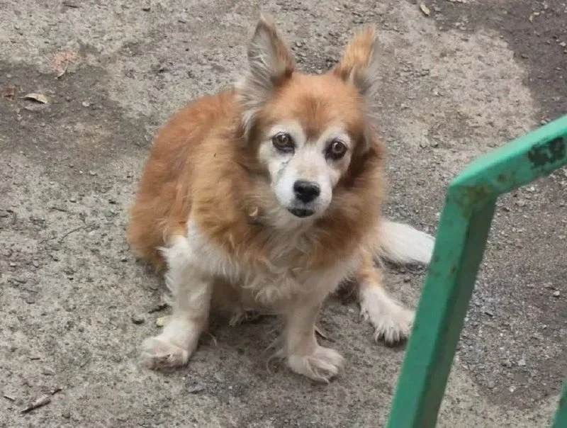 🐶 В Почтовом переулке разыскивают пропавшую собаку