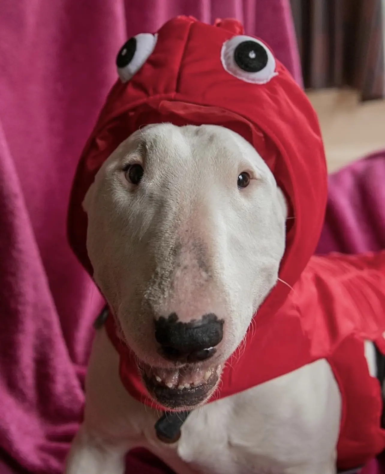 День омара отмечается сегодня 🦞