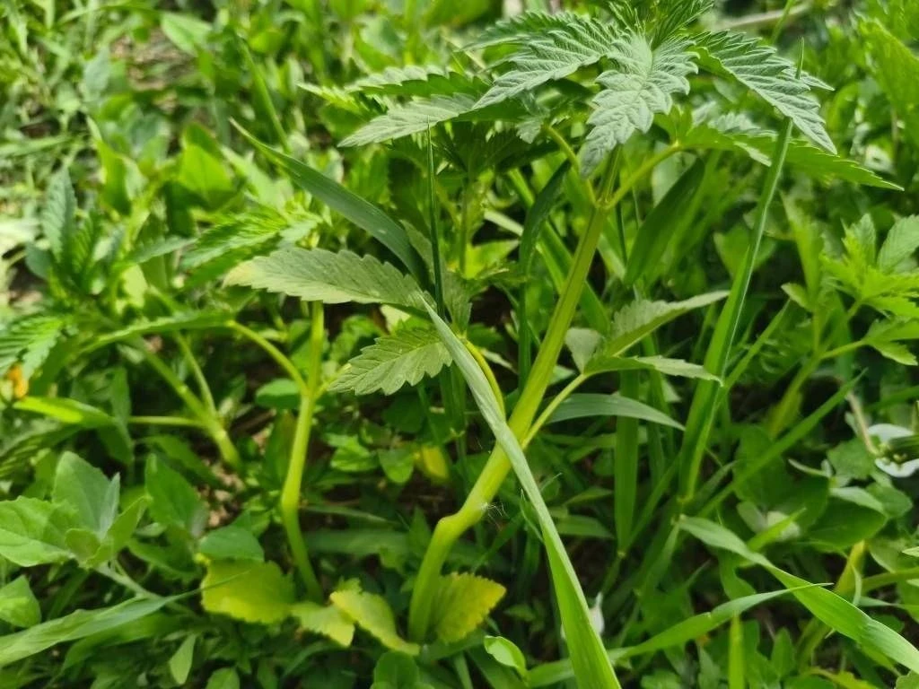 🌿У жителя Ольгинского района изъяли 52 г марихуаны — возбуждено уголовное дело