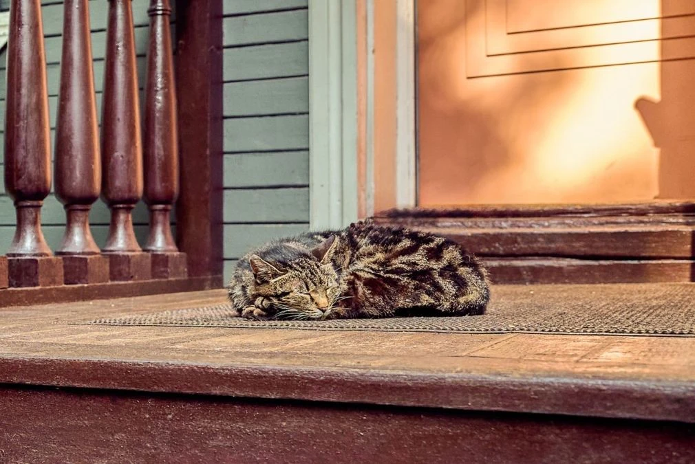 🐱 МУРЛЫКАЮЩИЕ ИСТОРИИ В МУЗЕЯХ МОСКВЫ