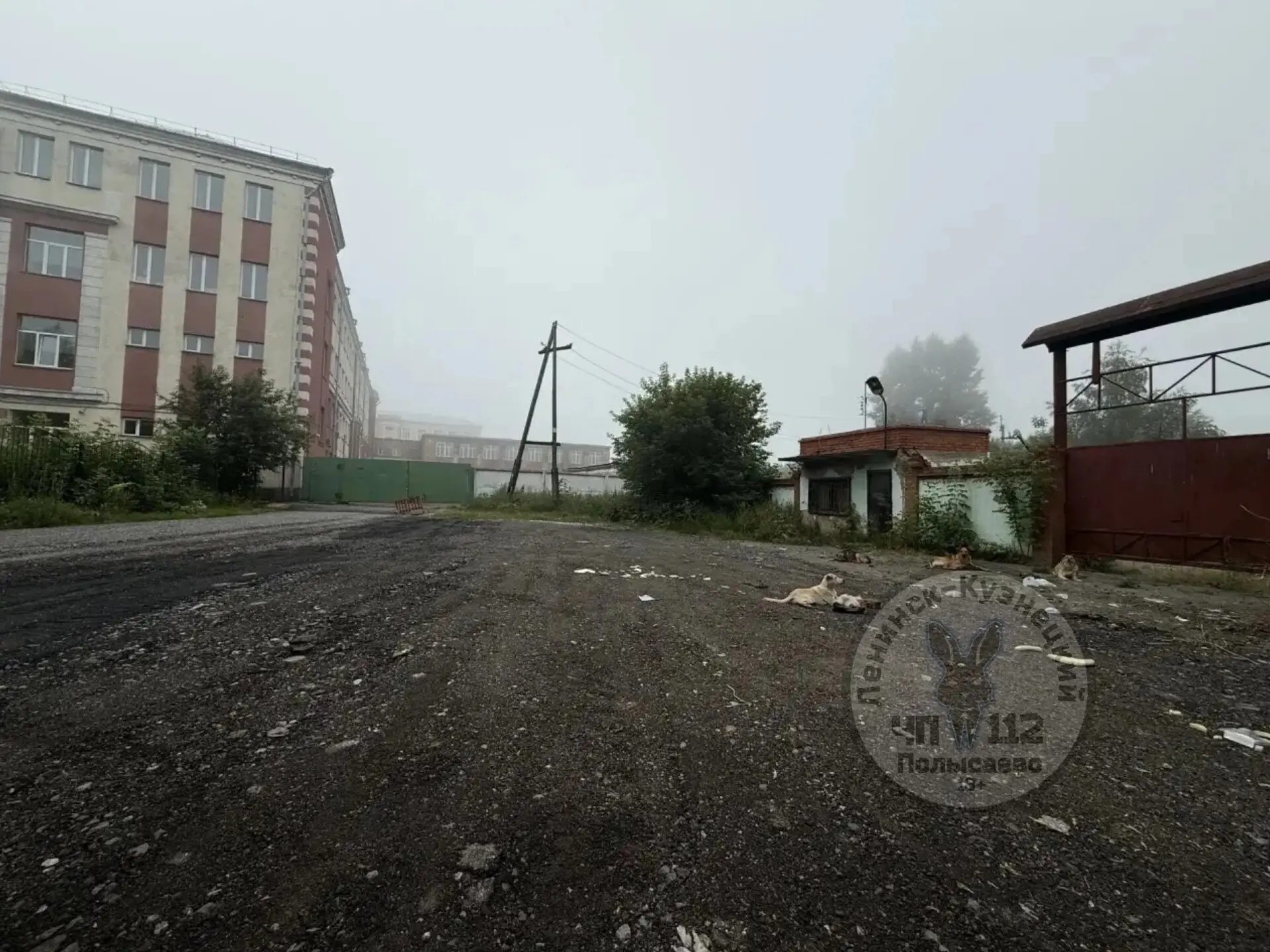 Здравствуйте! Рядом со школой номер 2, развелось огромное количество собак, около 13 шт...