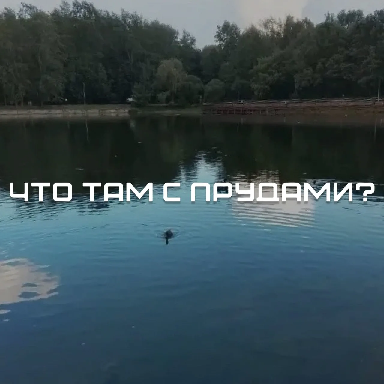 В ЖКХ прокомментировали ситуацию с цветением Терлецких прудов.
