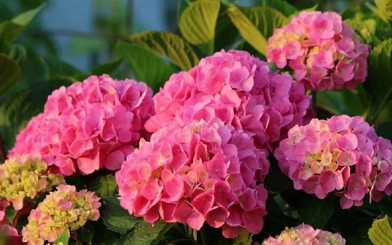 🌸Гортензия любит «покушать»

Как подкормить?

✅Кeфир/ряженка
В них содержатся кисломолочные бактери