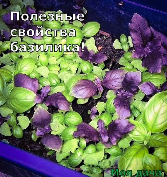 Полезные свойства базилика 🌿