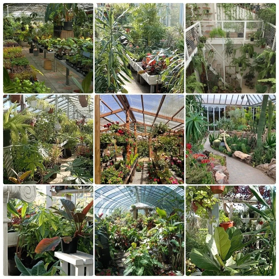 🌿 Есть какая-то особая атмосфера в оранжерее, в какой бы части света она не находилась)