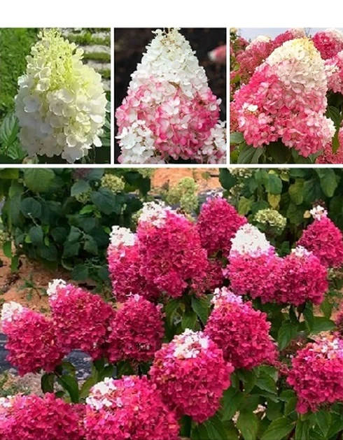 Гортензия Strawberry Blossom: Цветущая клубника🍓