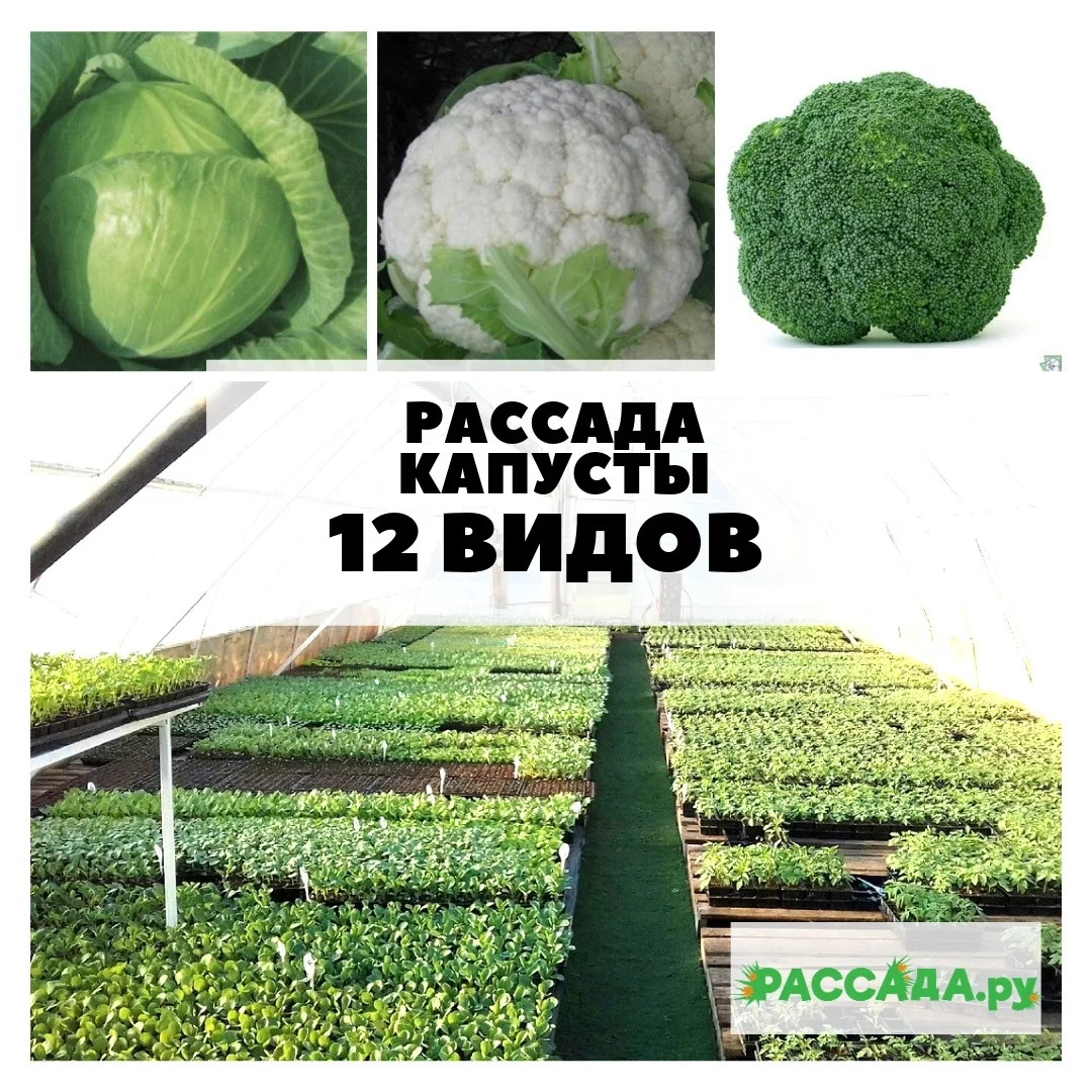 Питомник растений РассадаРу