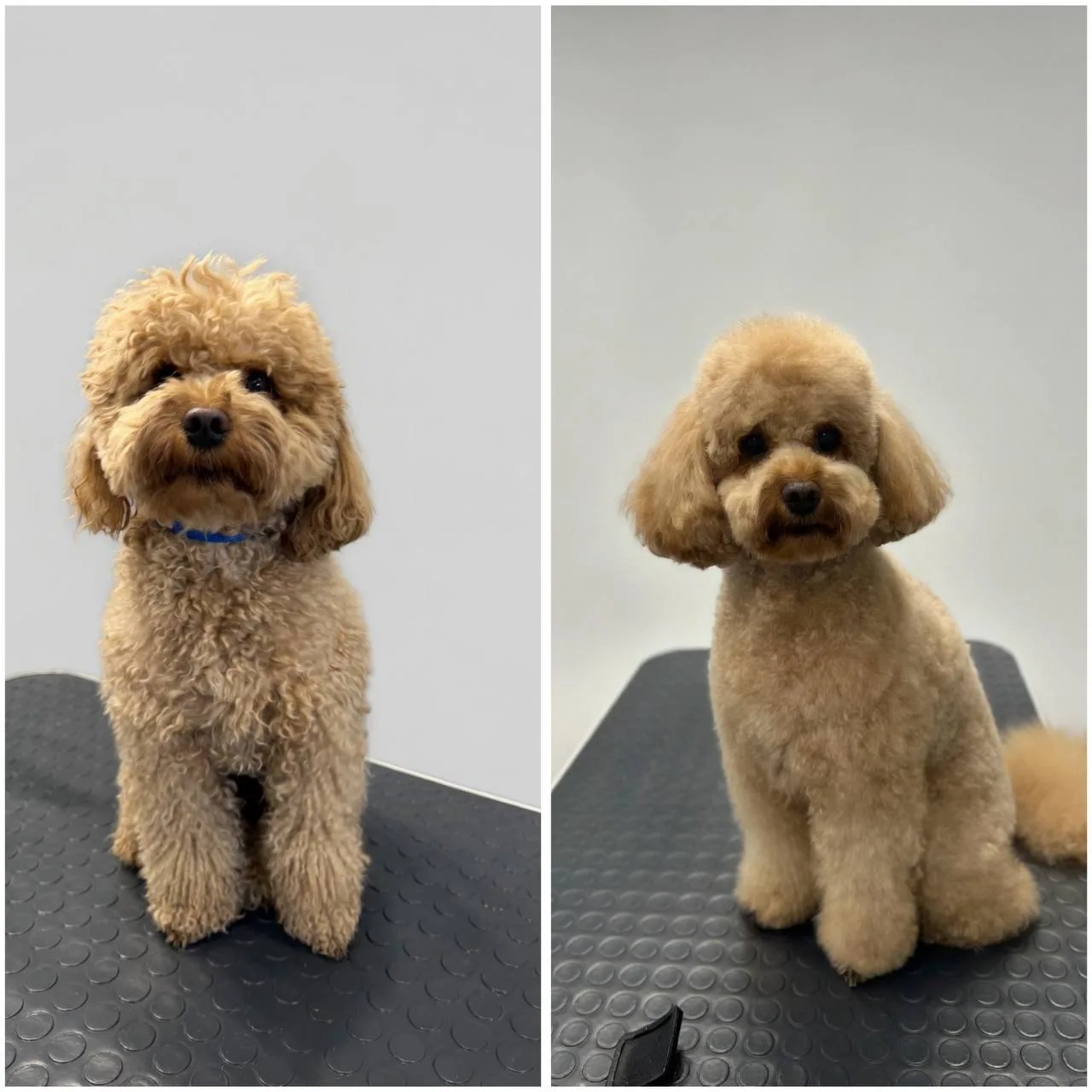 Порода: Карликовый пудель 🐩