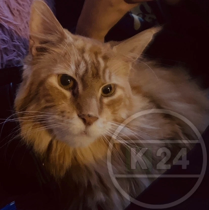 Доброго времени суток,потерялся котик в районе Аптекарского переулка Порода Мейн-кун,не крупный, зов