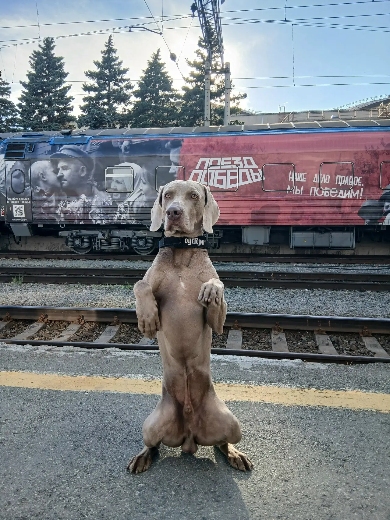 🌞На календаре почти середина лета, а это значит, что привычные дрессировочные площадки на время уст