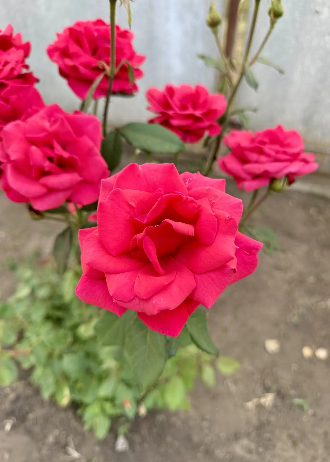 Розы в мамином саду😊