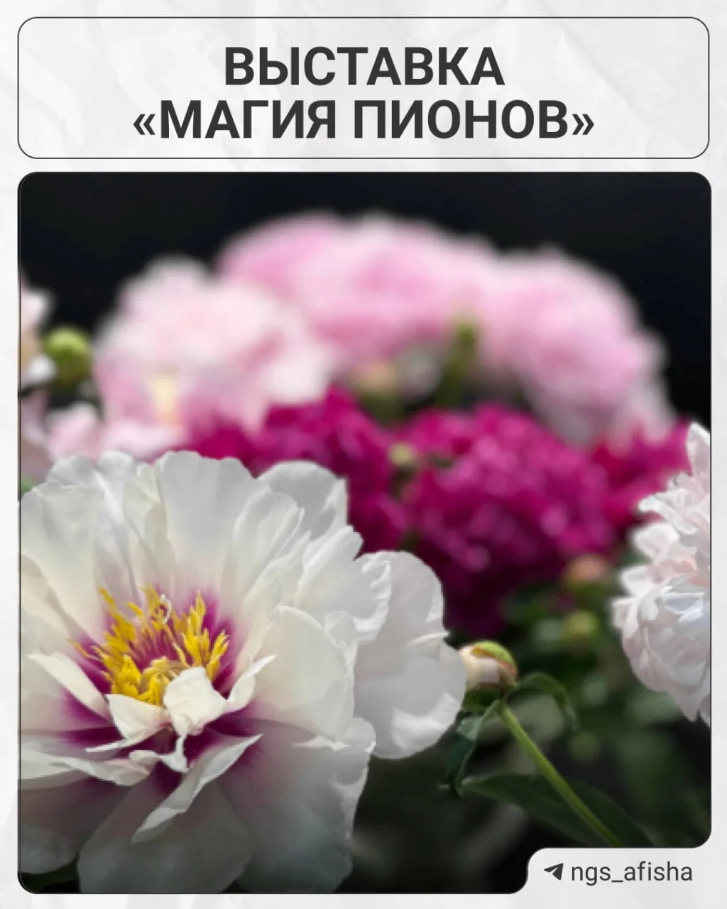 Это самая нежная выставка!

«Магия пионов» открывается в Музее природы. Там будет около 200 сортов, 