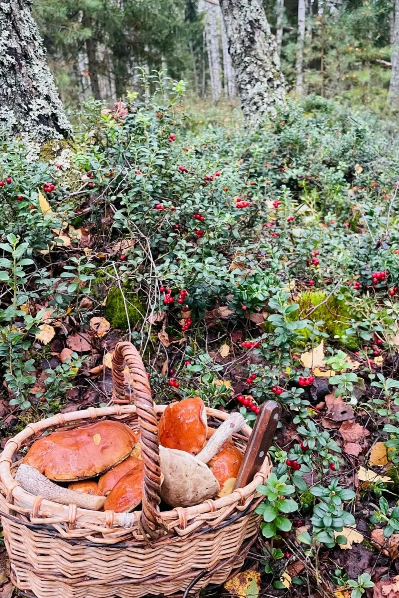 Хорошо в лесу 🍄‍🟫🌲🍃