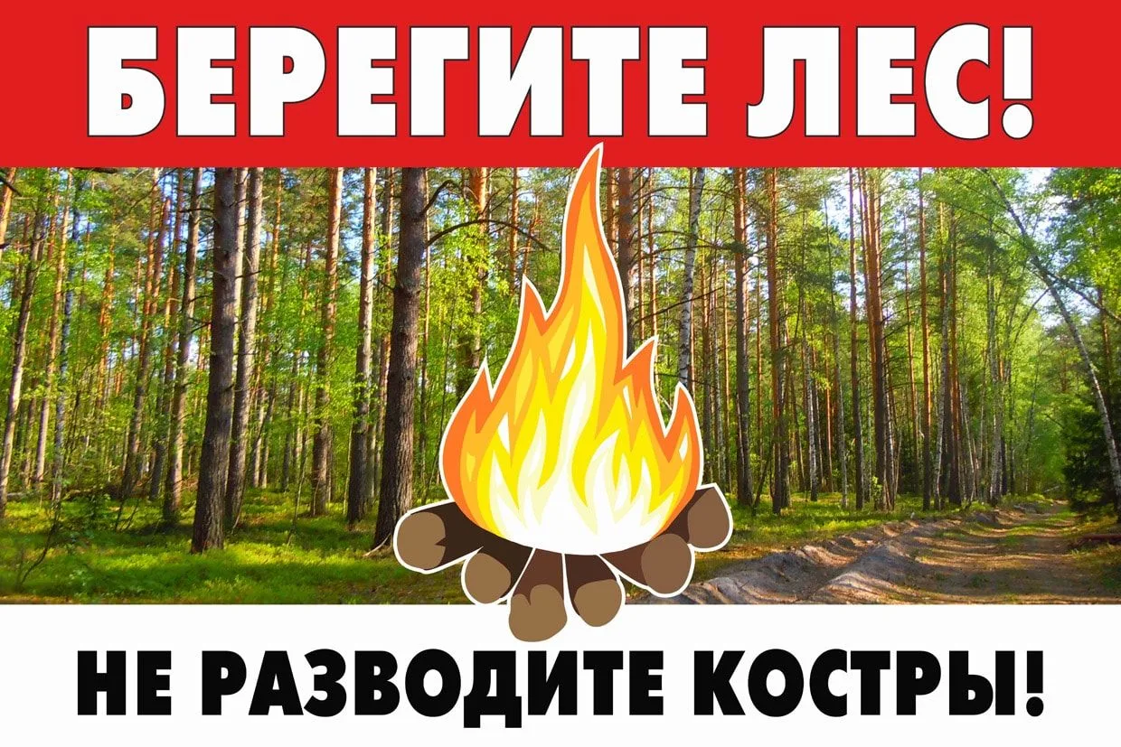 Памятка на выходные: что нельзя делать в лесу.