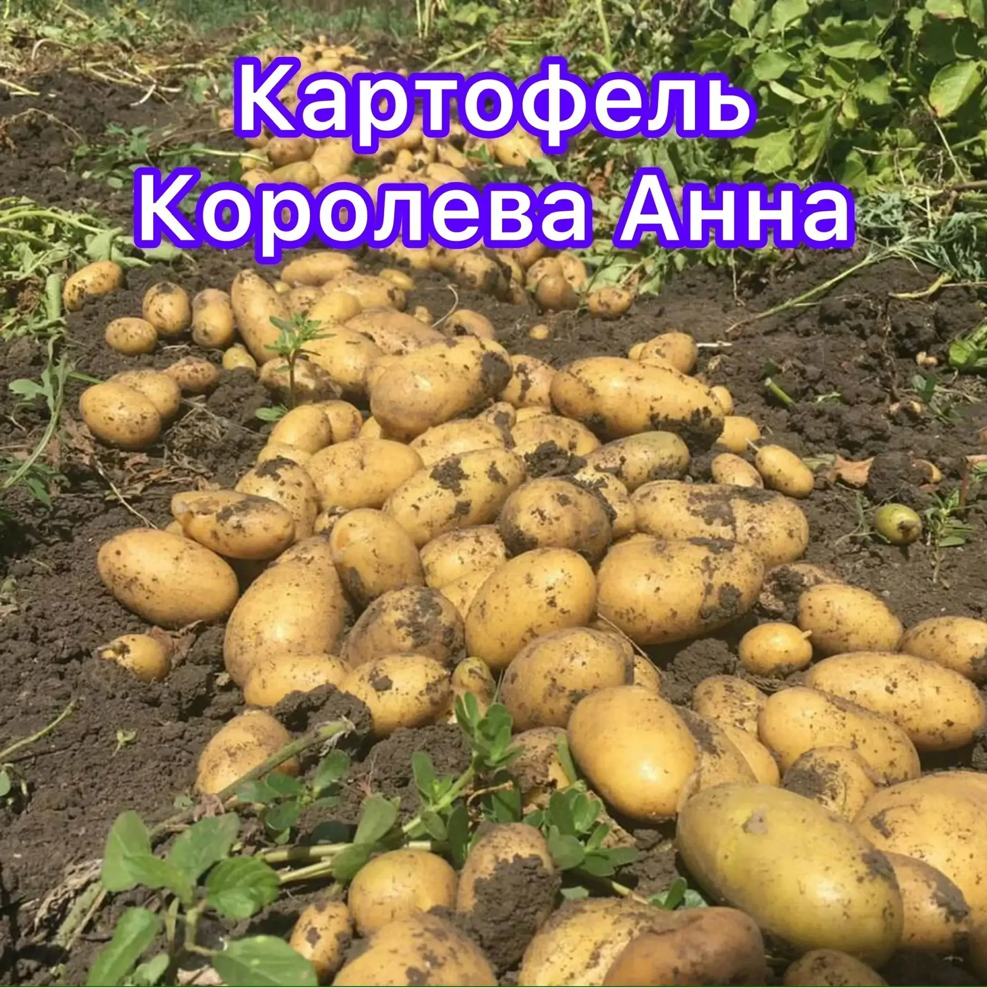 Внимание желающим приобрести семенной картофель!