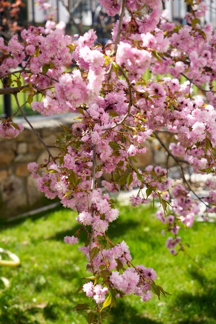 🌸 Доброе утро, университет!  За окном — весна, а во дворе вуза — такая красота!  Сакура расцвела, и 