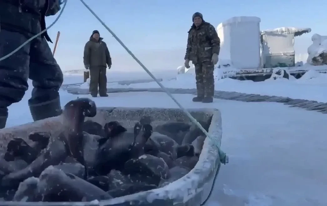 🐟❄ Холод как гарантия качества: Сет из мирнинской форели впервые  представили в Якутии