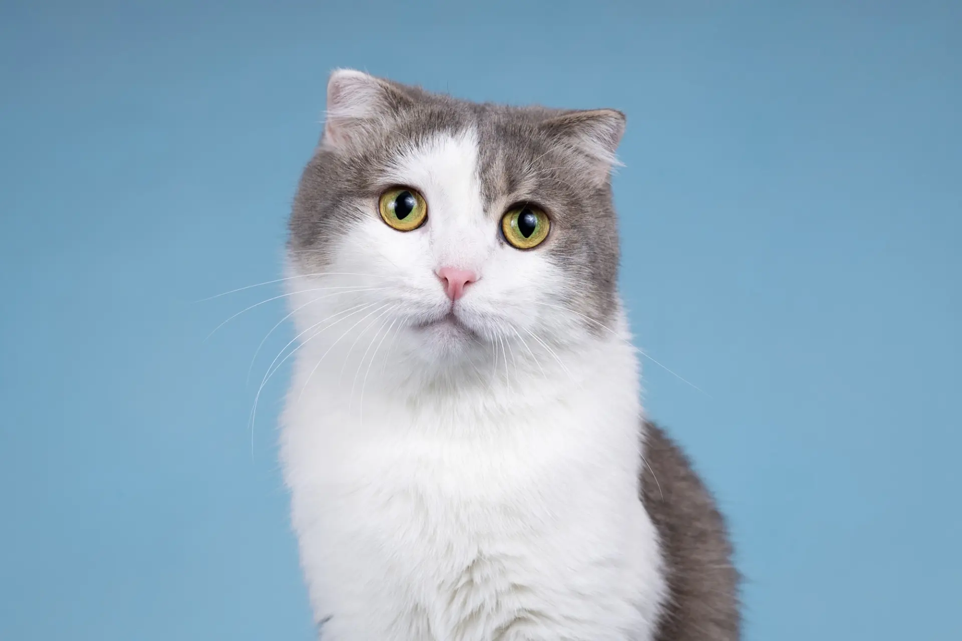 Москва. Просим помочь репостами 🐈  Вениамин - милый пушистый мурлыка, представитель шотландской висл