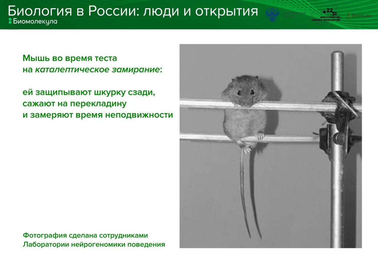 Можно ли вывести мышей с определенным поведением — и превратить их в модель для изучени...