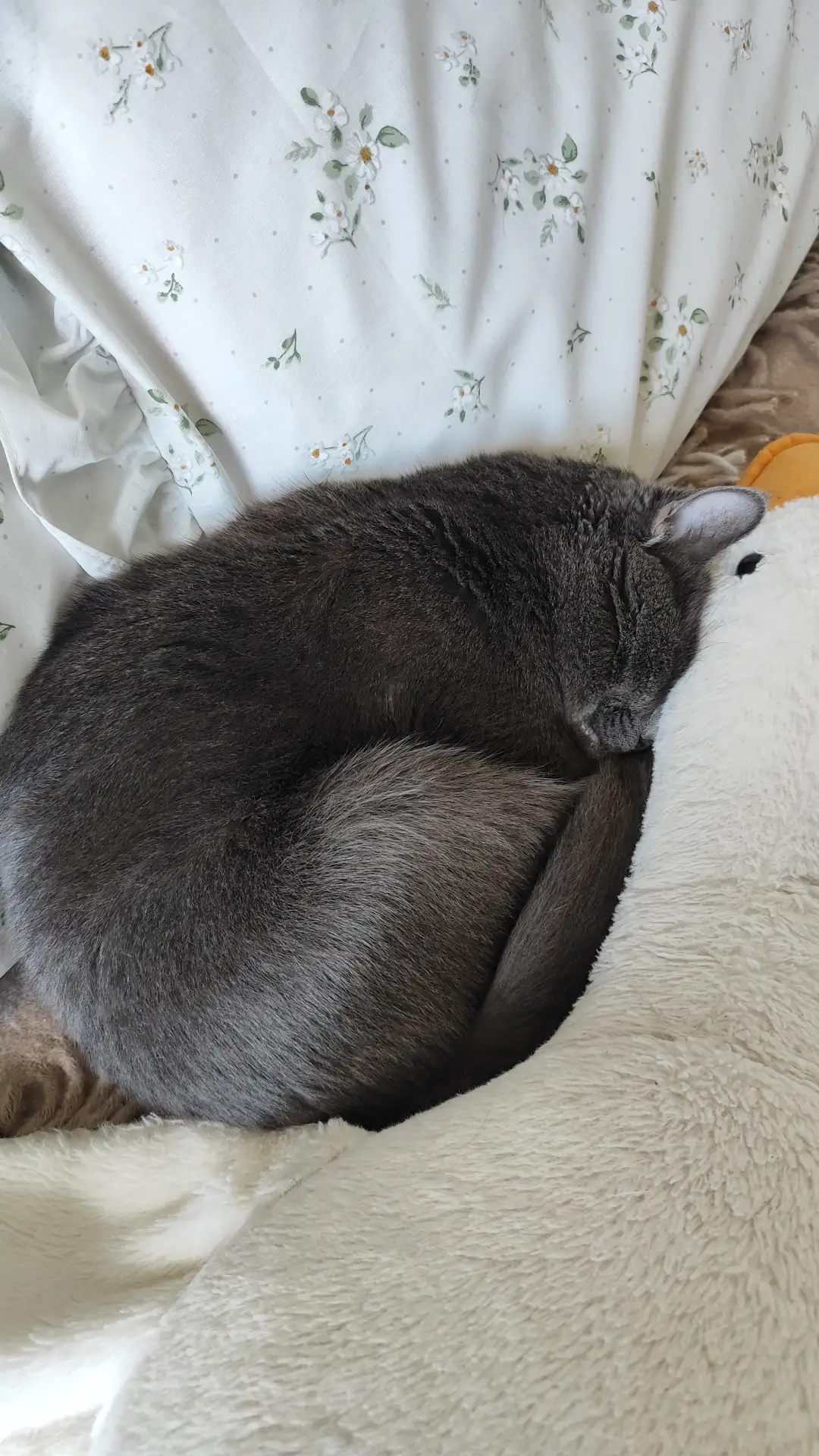 Говорят, спящих нельзя фотографировать, но удержаться не смогла 🥰🥰🥰🥰