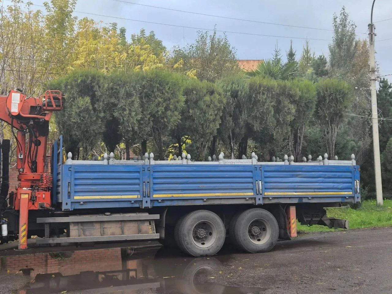 🌴 Пальмы и туи в Красноярске убирают на зиму.