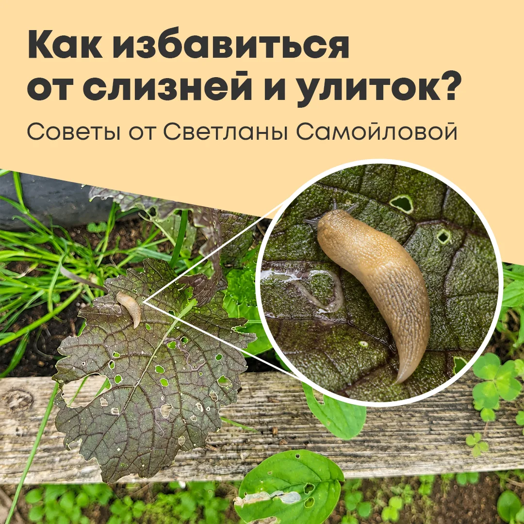 🐌 Как избавиться от слизней и улиток?

В дождливое лето слизни и улитки размножаются с удвоенной ск