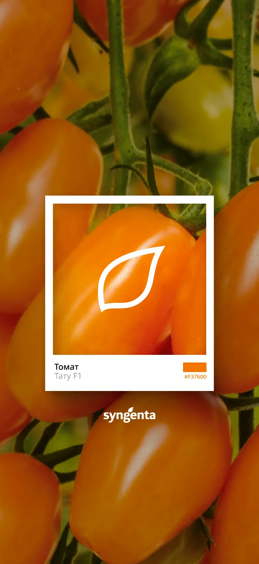 🍉 Готовимся к лету и поднимаем уровень дофамина яркими деталями