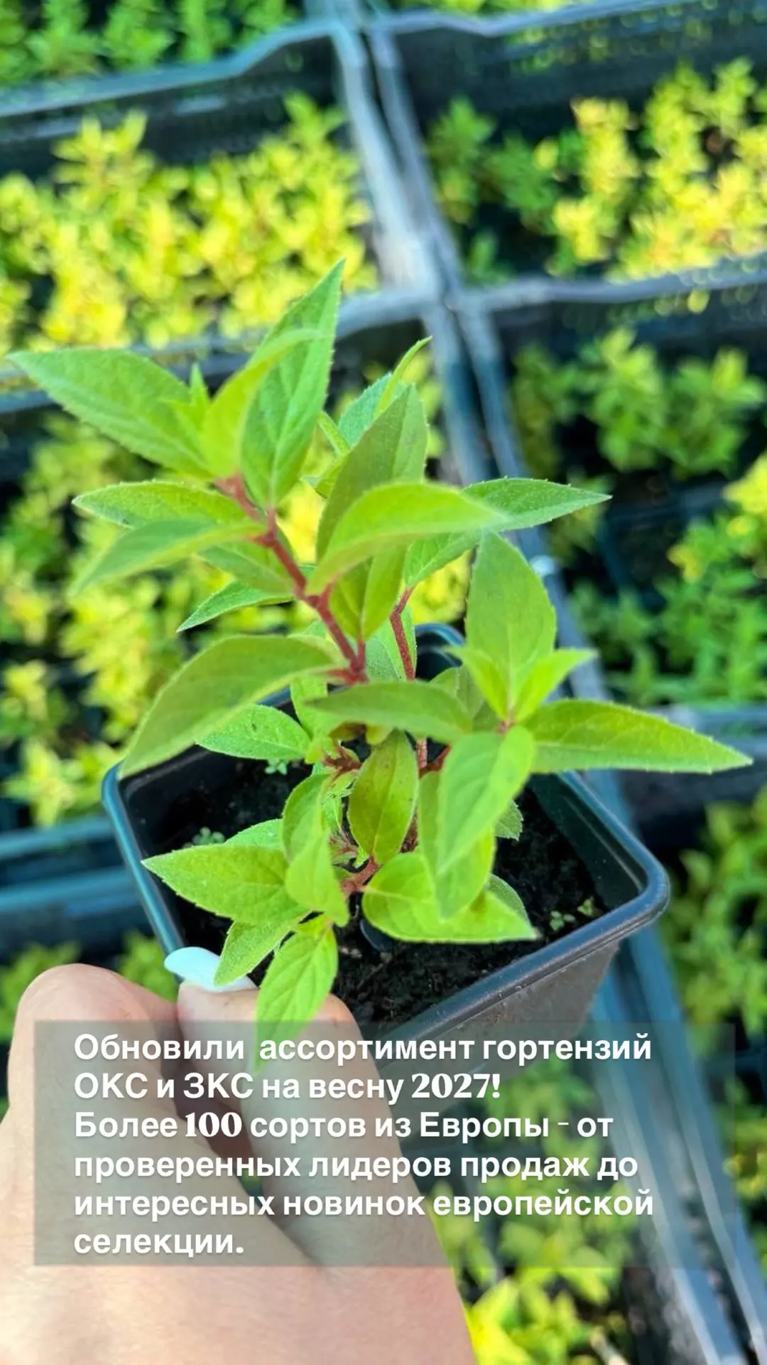 🔥 Это обновление ассортимента точно стоит посмотреть до конца.