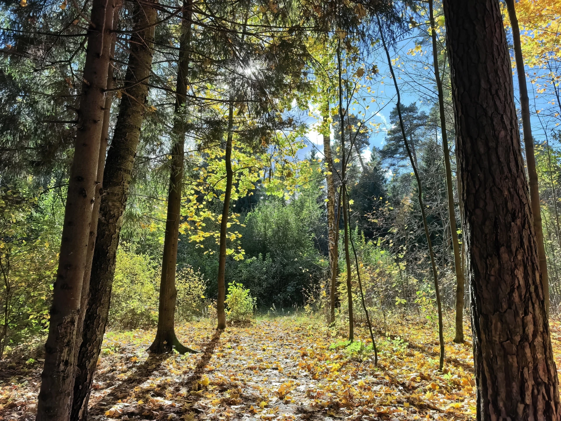 В ОСЕННЕМ 🍁 ЛЕСУ