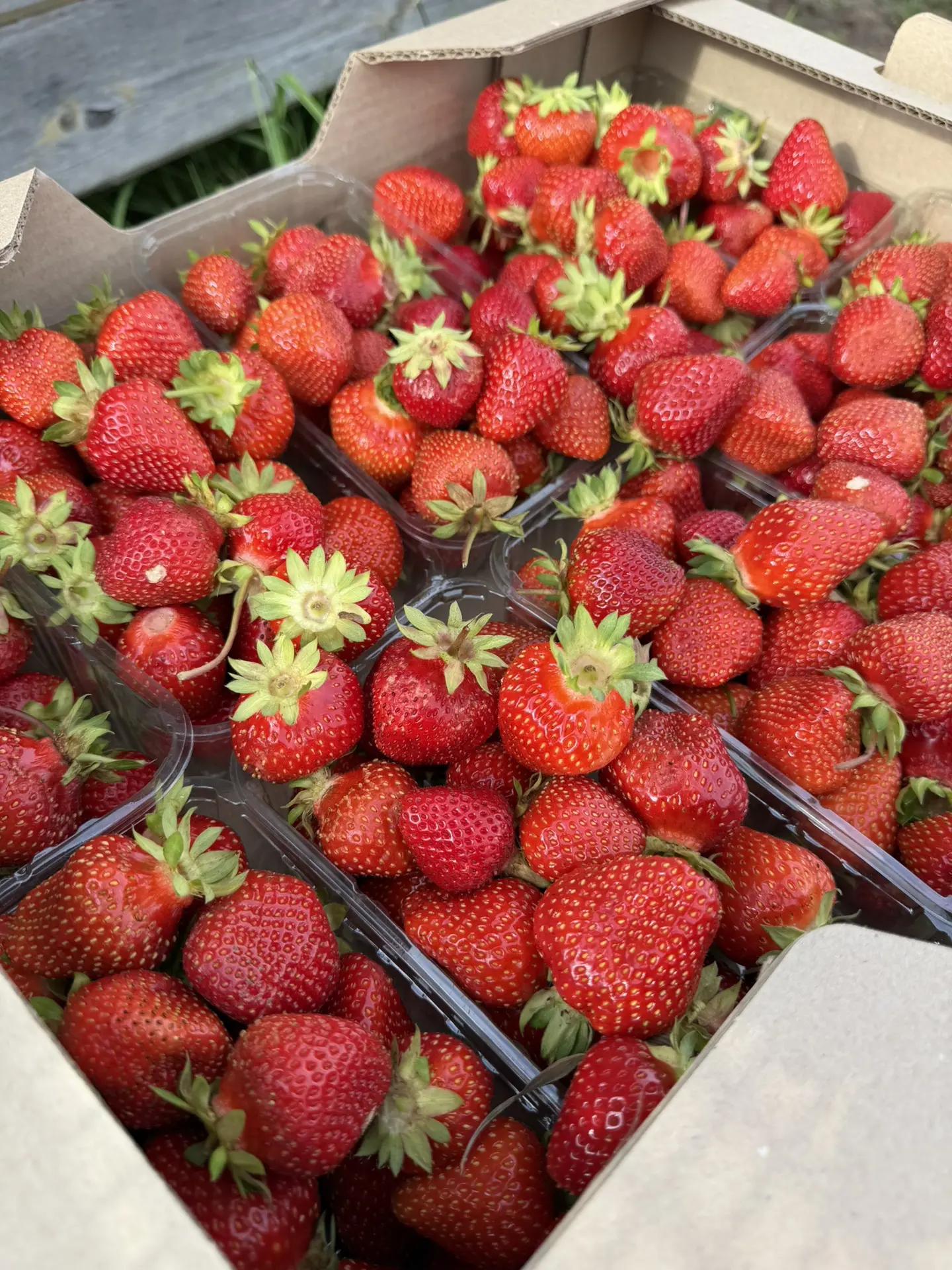 Друзья, мы сегодня собирали урожай🍓

Я много кому давно уже должен ягоду поэтому не объявлял о сбор