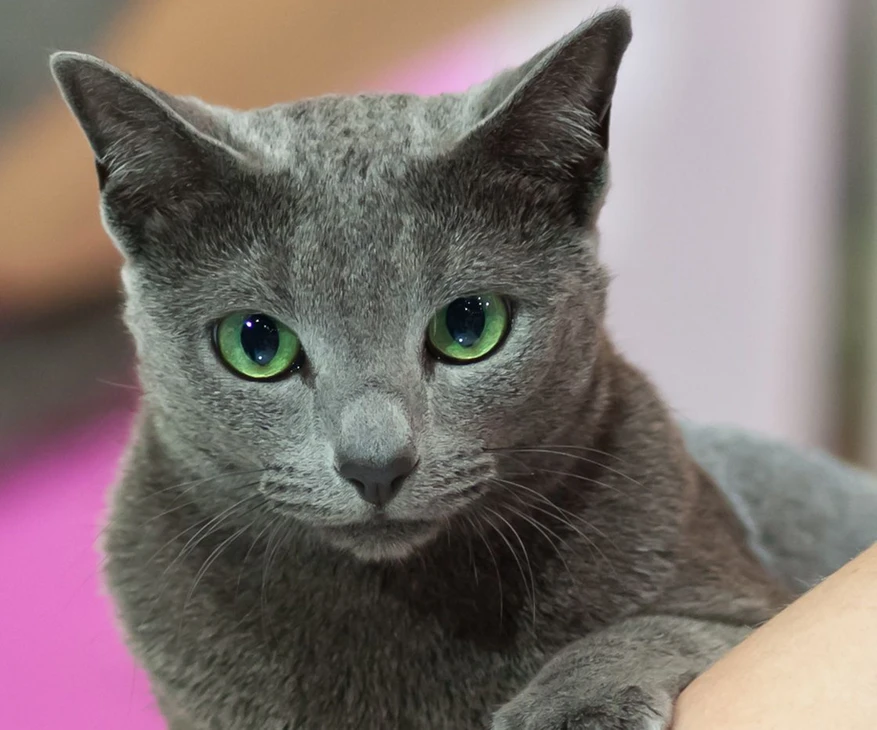 Котофакт дня 🐾

Русские голубые — одни из самых тихих и спокойных пород. Они редко подают голос, пр