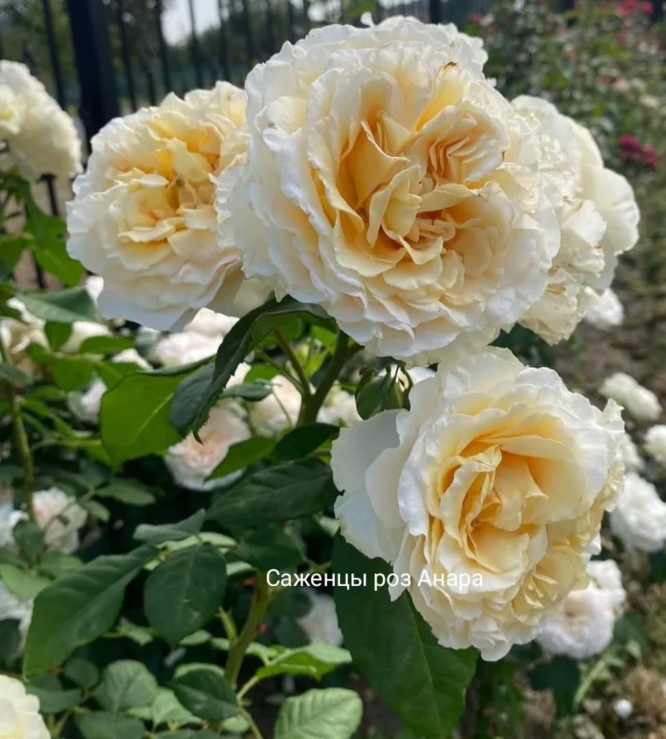 Роза 🌹 Мисс Файн