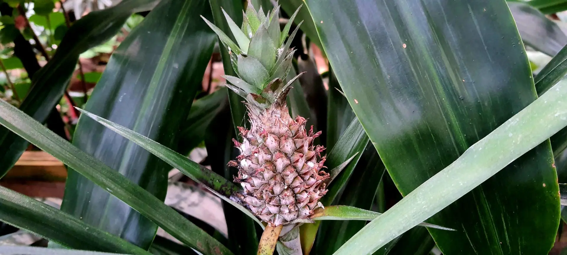 🌴 В нашей тропической оранжерее созревает ананас! 🍍 Глядя на этот экзотический плод, ...