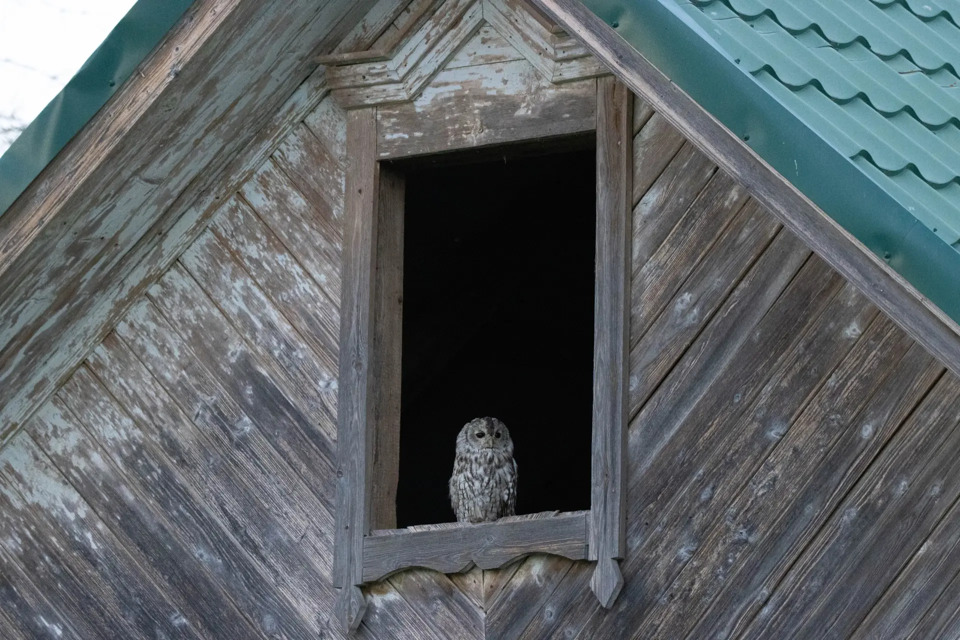 🦉Полевые зарисовки: серая неясыть