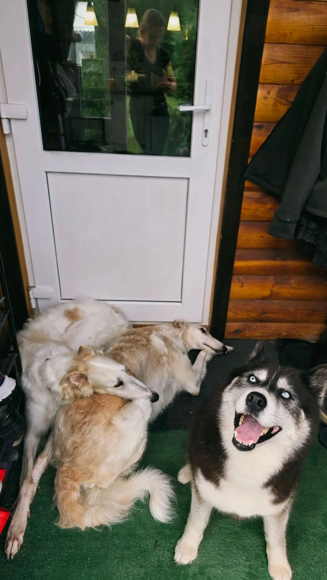 Коротко о том, кто любит гулять примерно всегда и в любую погоду, а кто - борзые🤣