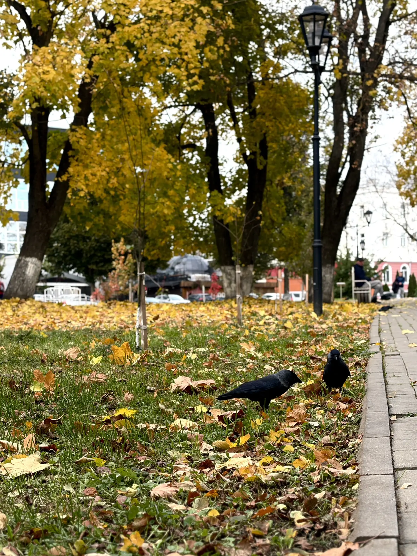 Пернатые обитатели городских парков 🍁🐦‍⬛