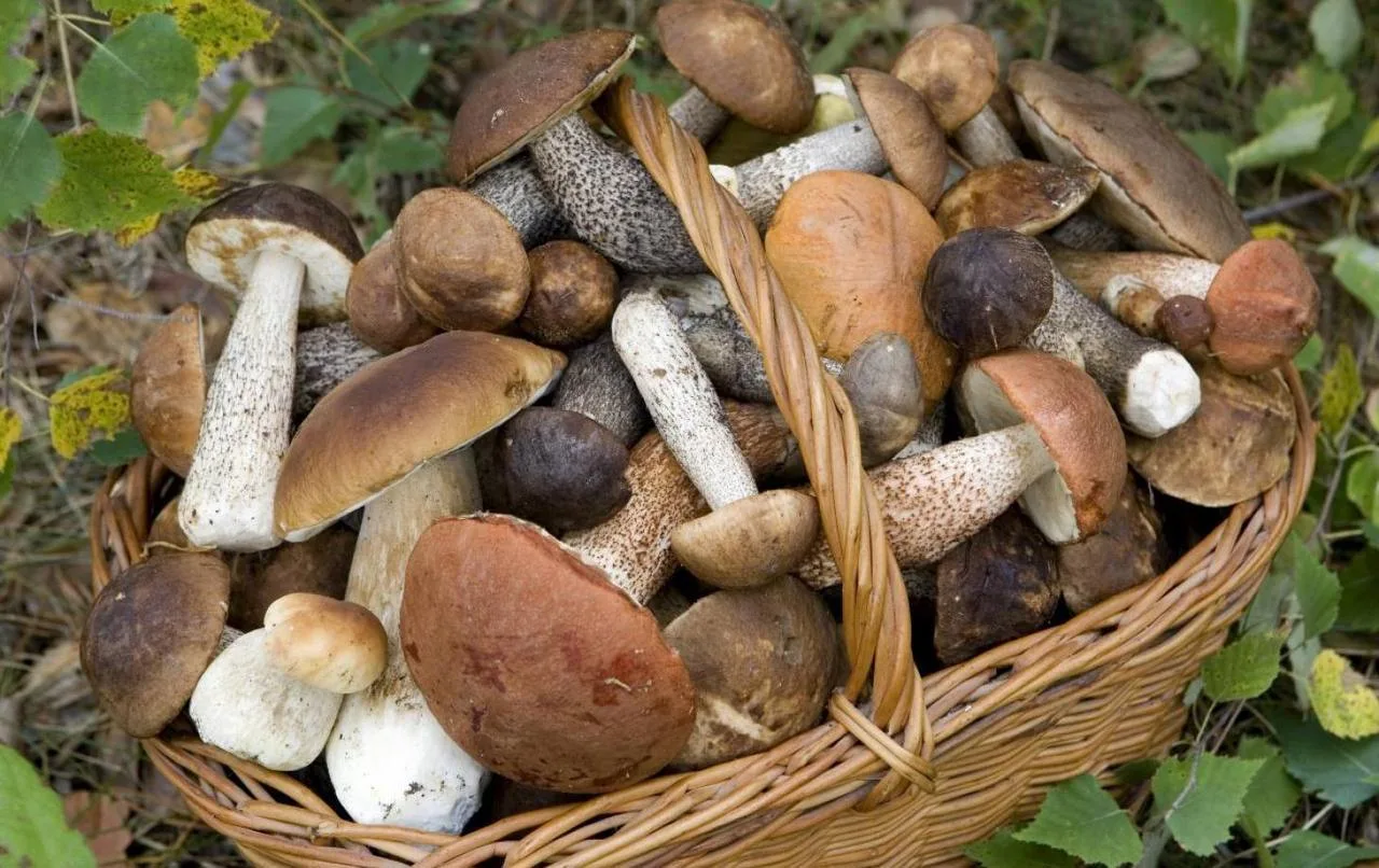 🍄‍🟫 Самыми богатыми на грибы районами Подмосковья оказались Серпухов, Чехов и Дмитровский округ.

