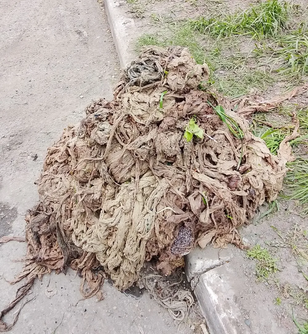 👻В городской канализации опять поймали монстра
