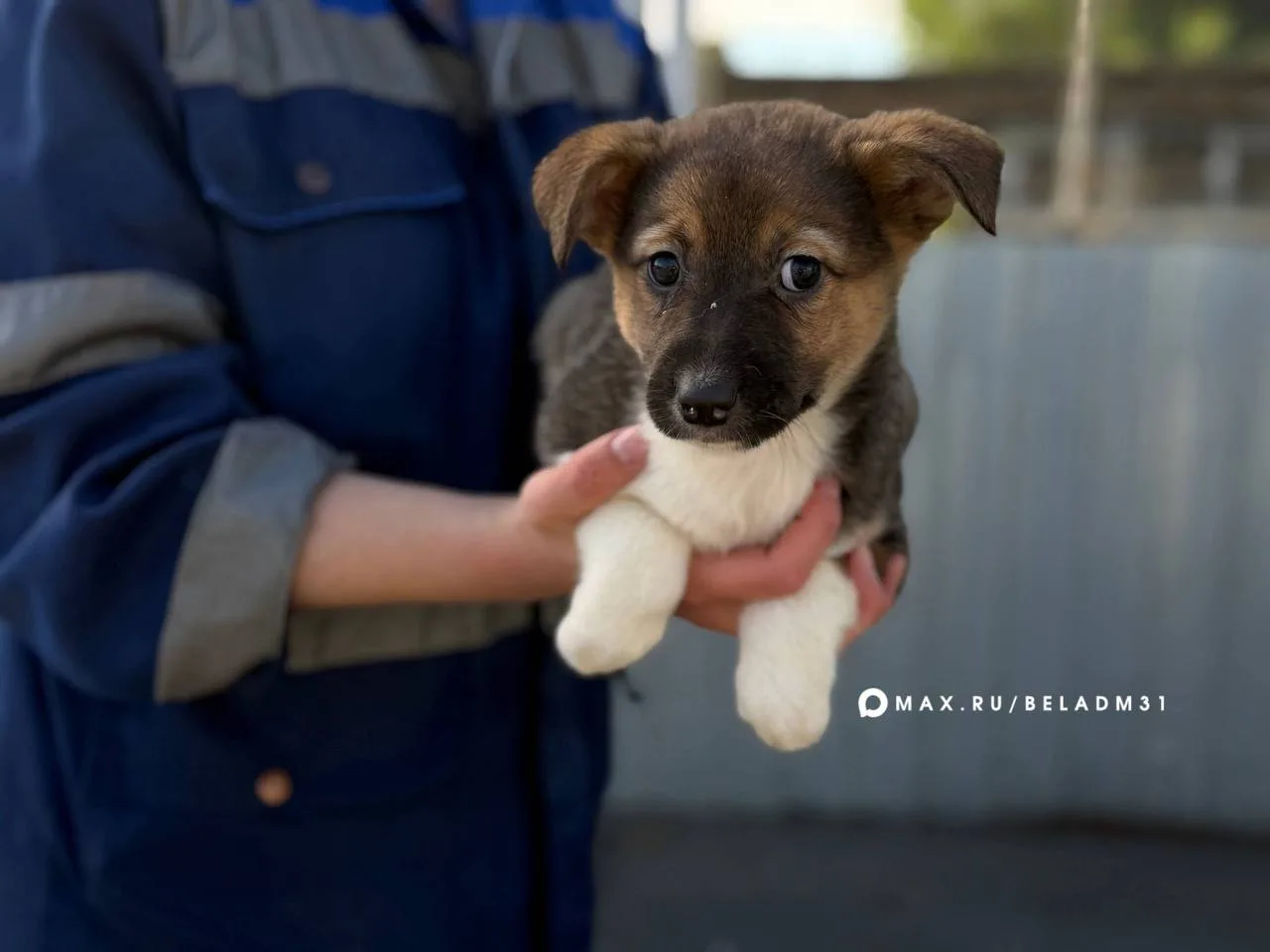 🐶 В Белгороде 17 октября пройдёт выставка-раздача собак «Пойдём домой».