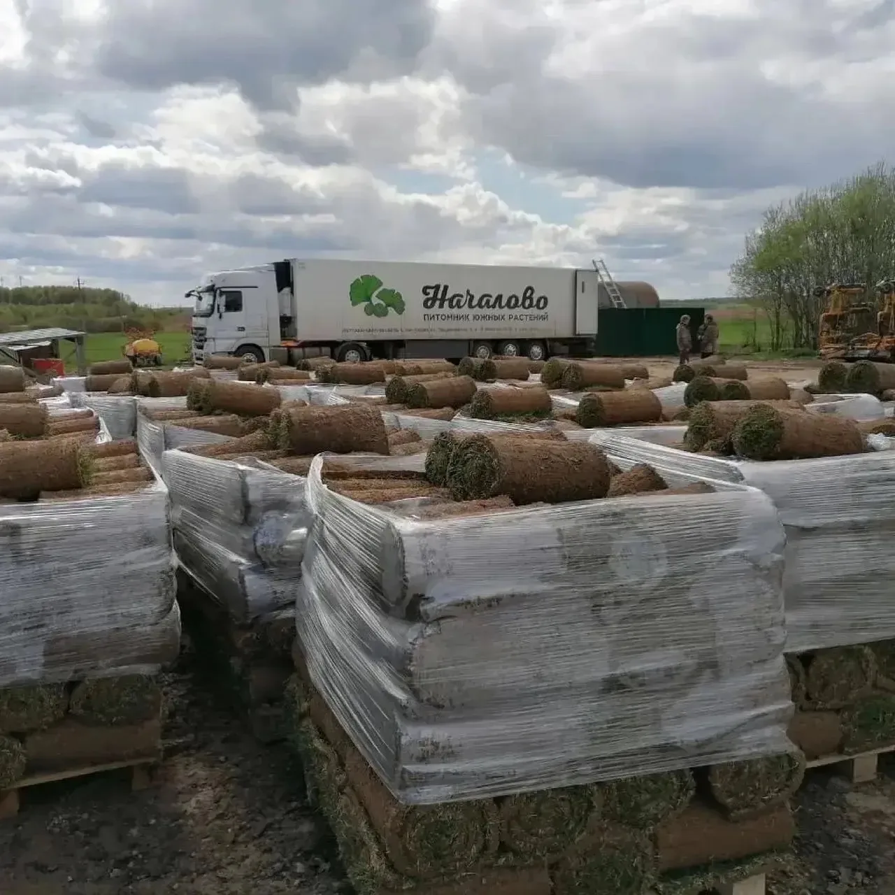 ГАЗОН 🌱 Принимаем заявки на поставку рулонного газона с выдачей в конце июля 💚