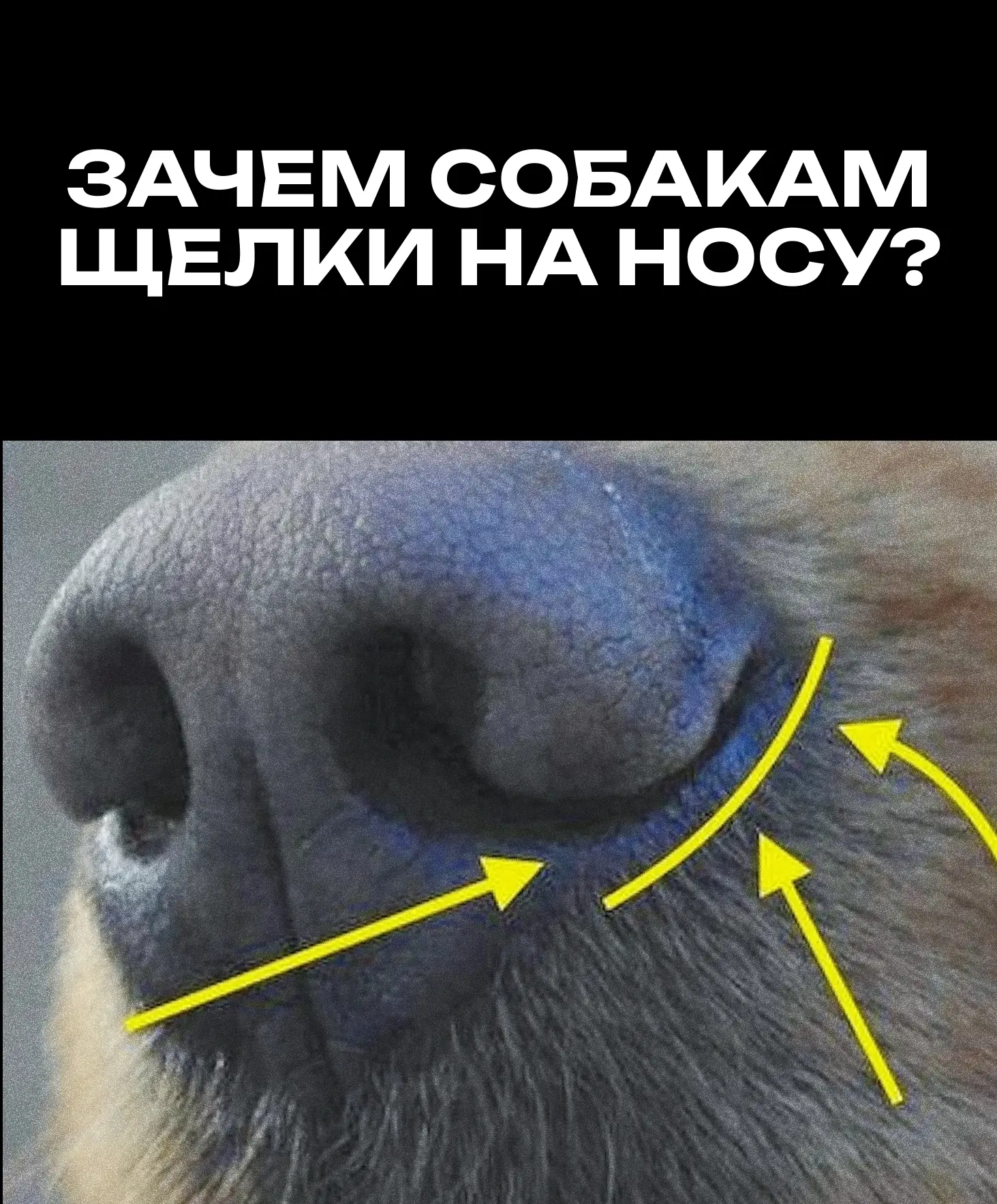 Если у вас есть пушистый питомец, наверняка вы обращали внимание на то, что нос у кошек...