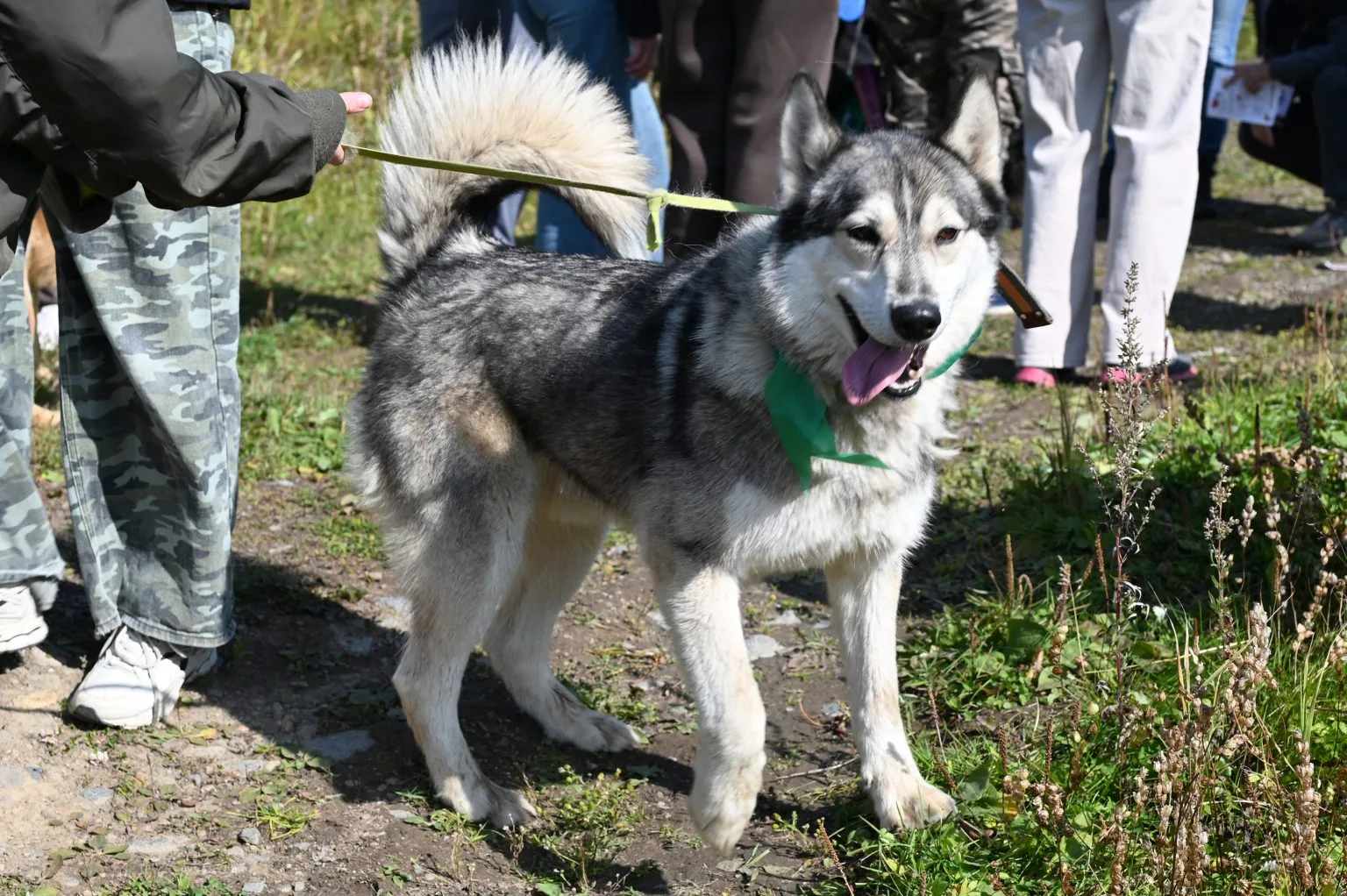 🐕 «Дорога домой»: в Магадане прошла выставка-пристройство