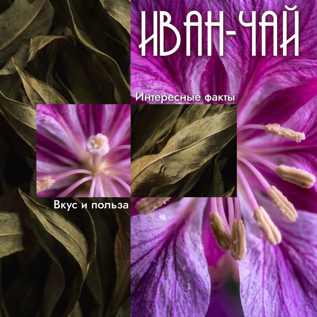 На Ямале зацвел иван-чай, превращая привычные северные пейзажи в настоящие розовые поля.
Это одно из