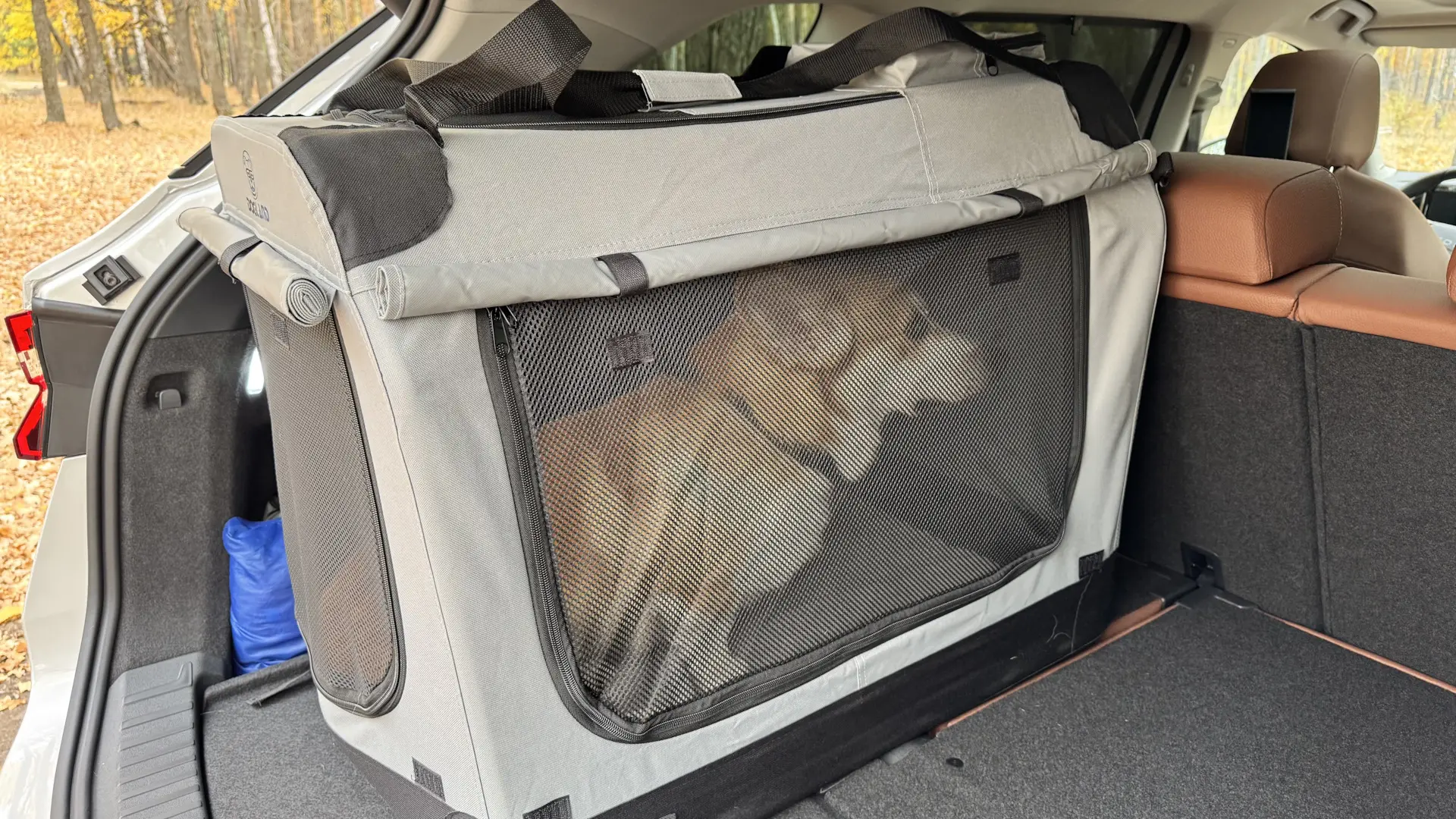 🐶 Пушистый DRIVE2: в отпуск с хвостатыми  Может ли инспектор штрафовать за собаку или кота в машине?