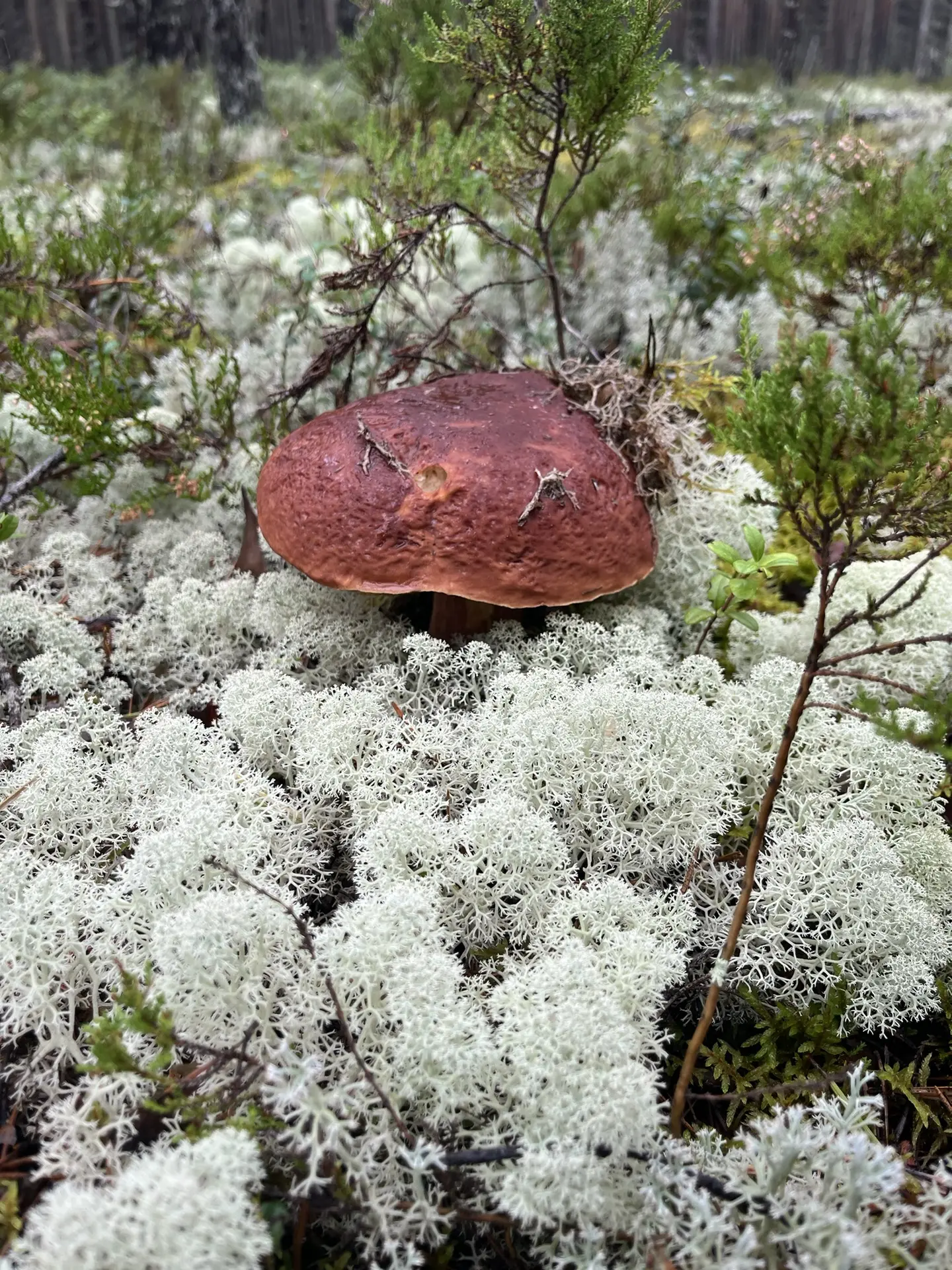 Грибная охота удалась 🍄‍🟫