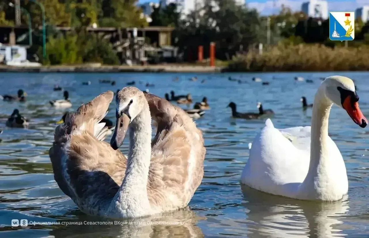 В Севастополь на зимовку вернулись лебеди 🦢