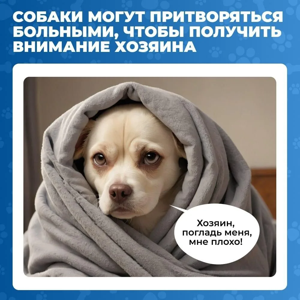 🐕Собаки – настоящие мастера манипуляции 
Они не только верные друзья, но и талантливые актёры. «Гру
