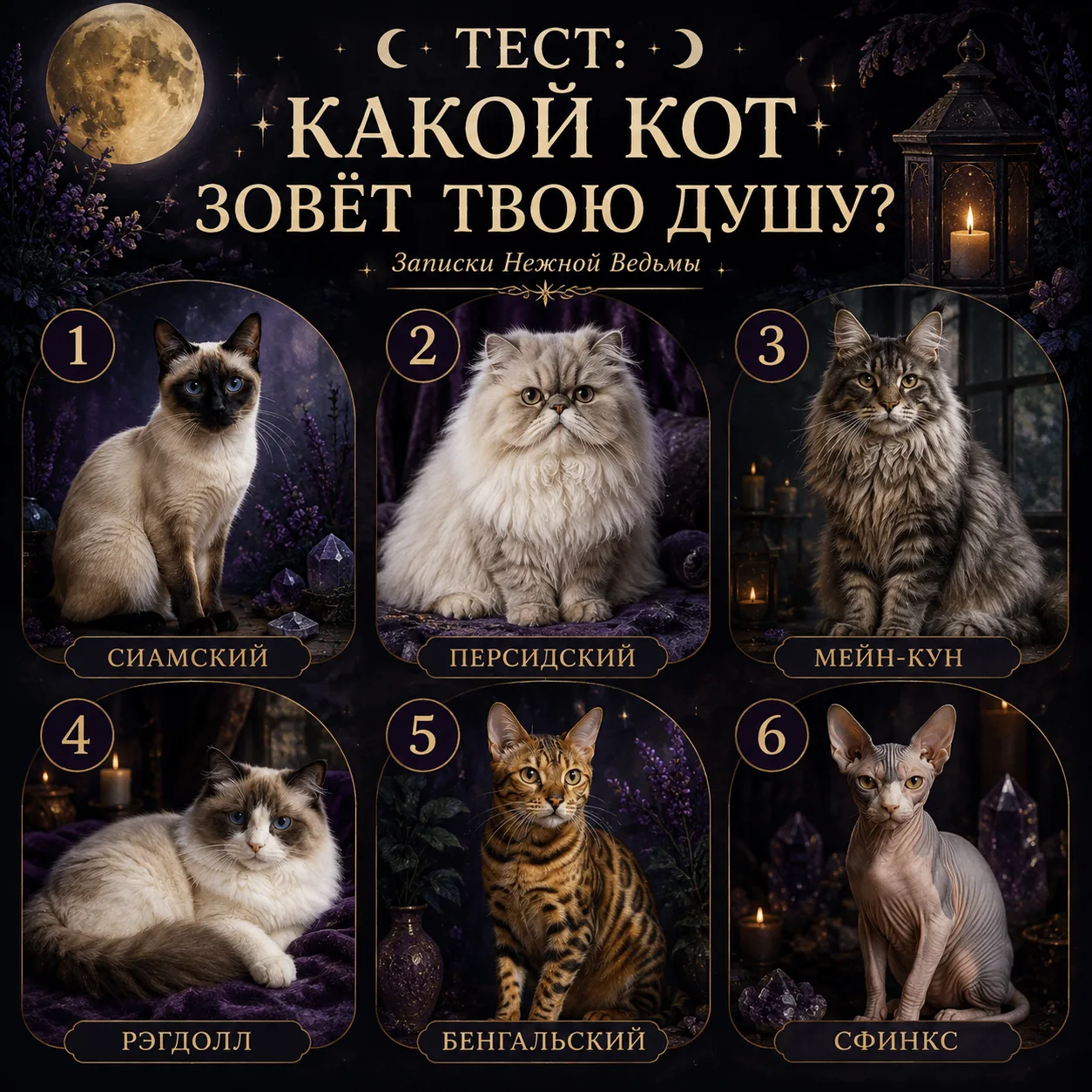 🌙 ТЕСТ: КАКОЙ КОТ ЗОВЁТ ТВОЮ ДУШУ?